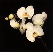 1989 Flowers Mapplethorpe