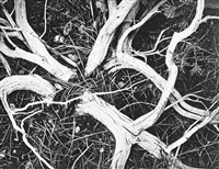 “Manzanita Twigs in Kings River Sierra” (1939).